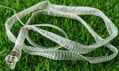 La première chose à faire si vous trouvez la peau d'un serpent dans votre jardin