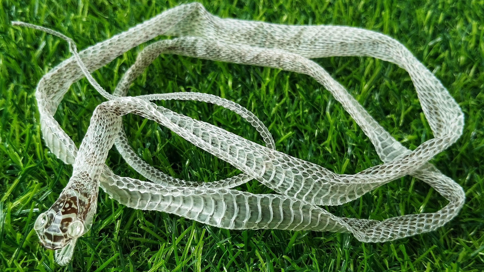 La première chose à faire si vous trouvez la peau d'un serpent dans votre jardin