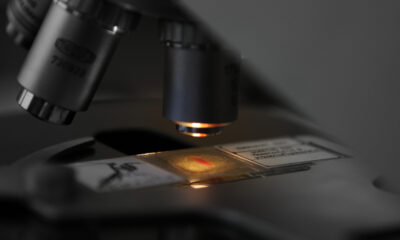 Ces « virus zombies » préhistoriques sont un pur carburant de cauchemar