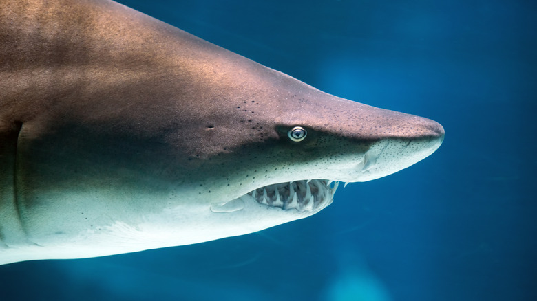 Gros plan de la tête d'un grand requin blanc montrant clairement son œil