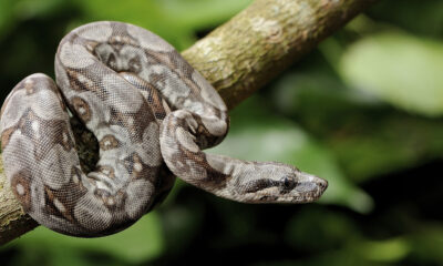 Pourquoi la mort par Boa Constrictor pourrait être l'une des façons les plus douloureuses de mourir