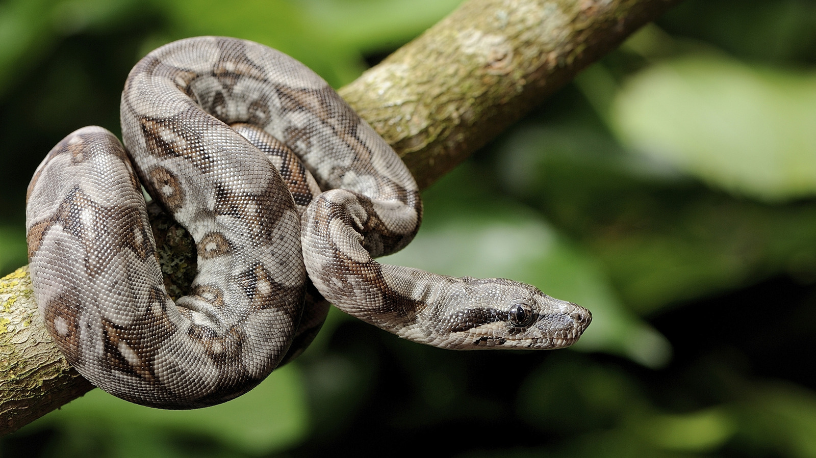 Pourquoi la mort par Boa Constrictor pourrait être l'une des façons les plus douloureuses de mourir