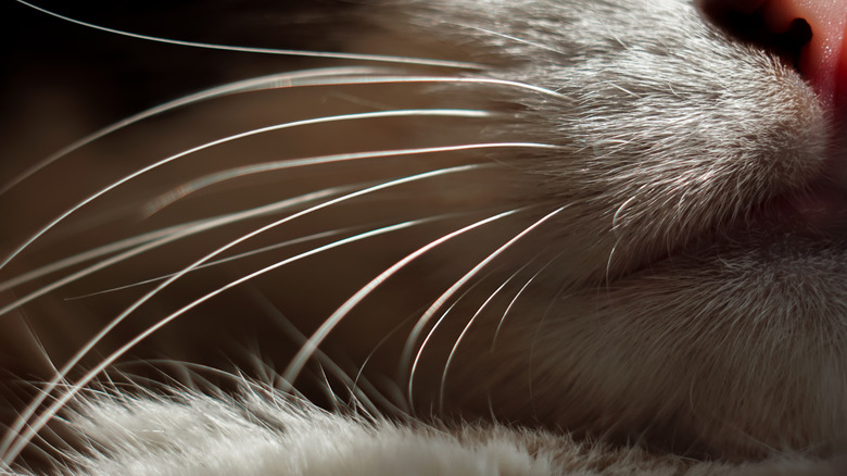gros plan sur les moustaches d'un chat