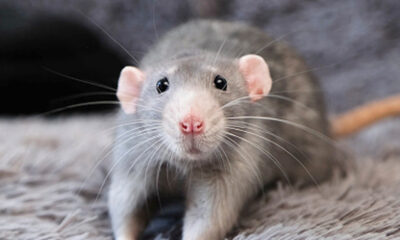 Rats éradiqués à Hawaï. Ce qui s'est passé ensuite a battu des records