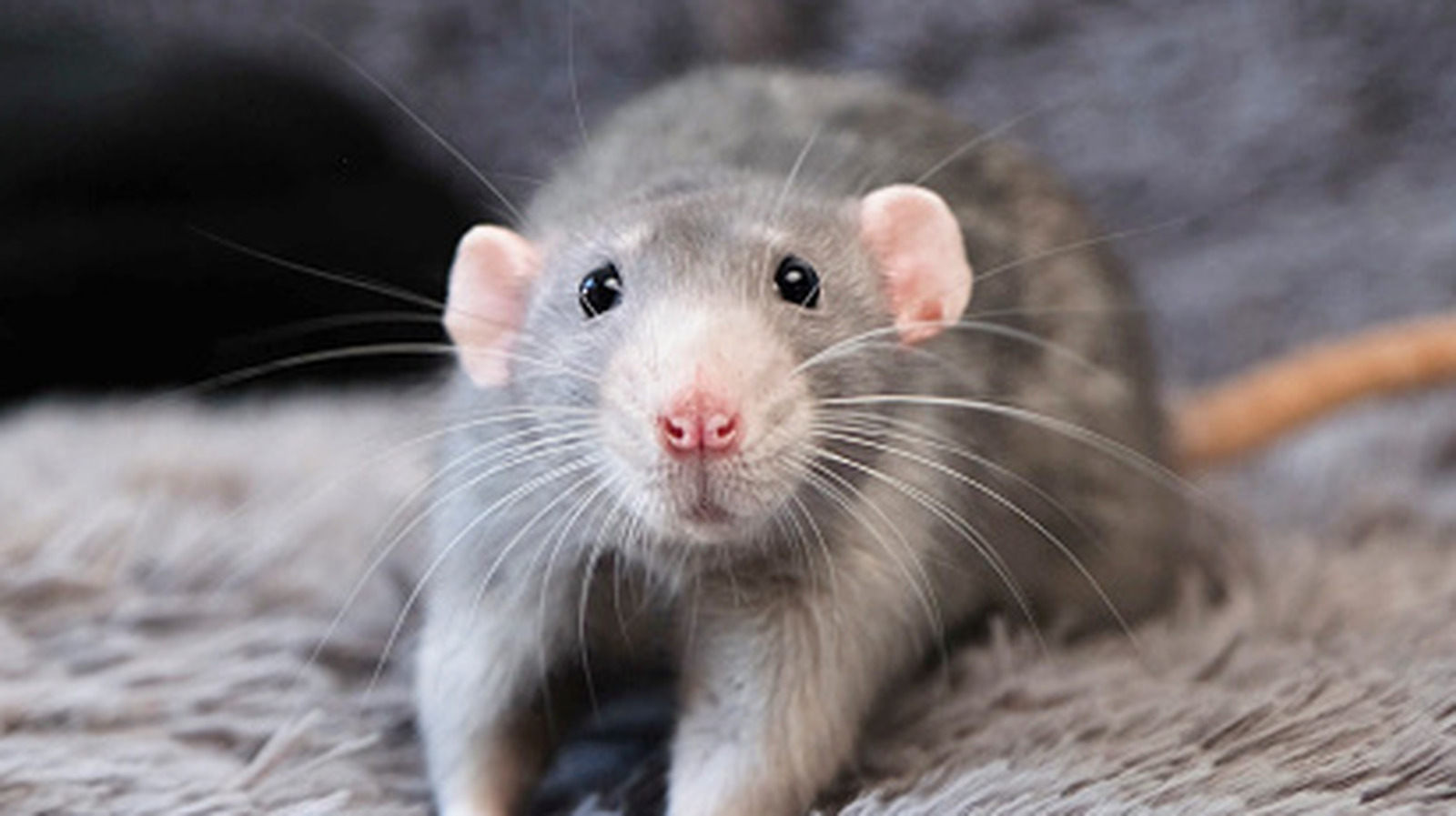 Rats éradiqués à Hawaï. Ce qui s'est passé ensuite a battu des records