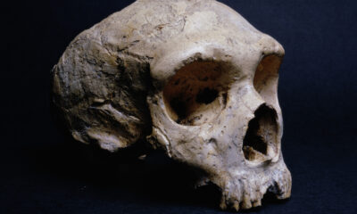 Les scientifiques disent que les Néandertaliens n’auraient peut-être pas eu cet avantage sur les humains après tout