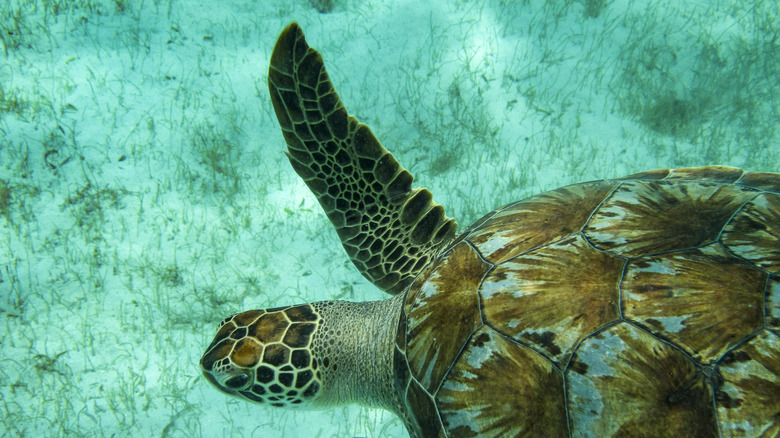 Gros plan d'une tortue de mer verte dans les eaux turquoise des Tobago Cays