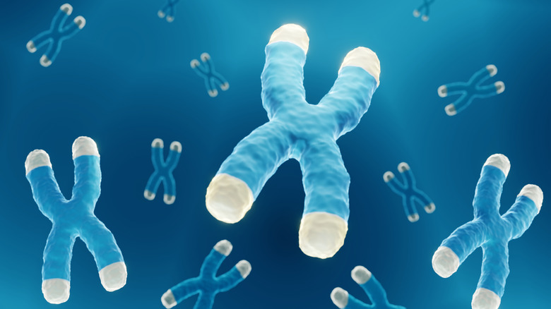 Illustration de chromosomes avec des télomères à leur extrémité