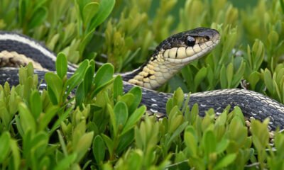 Que faire si vous trouvez un serpent dans votre jardin