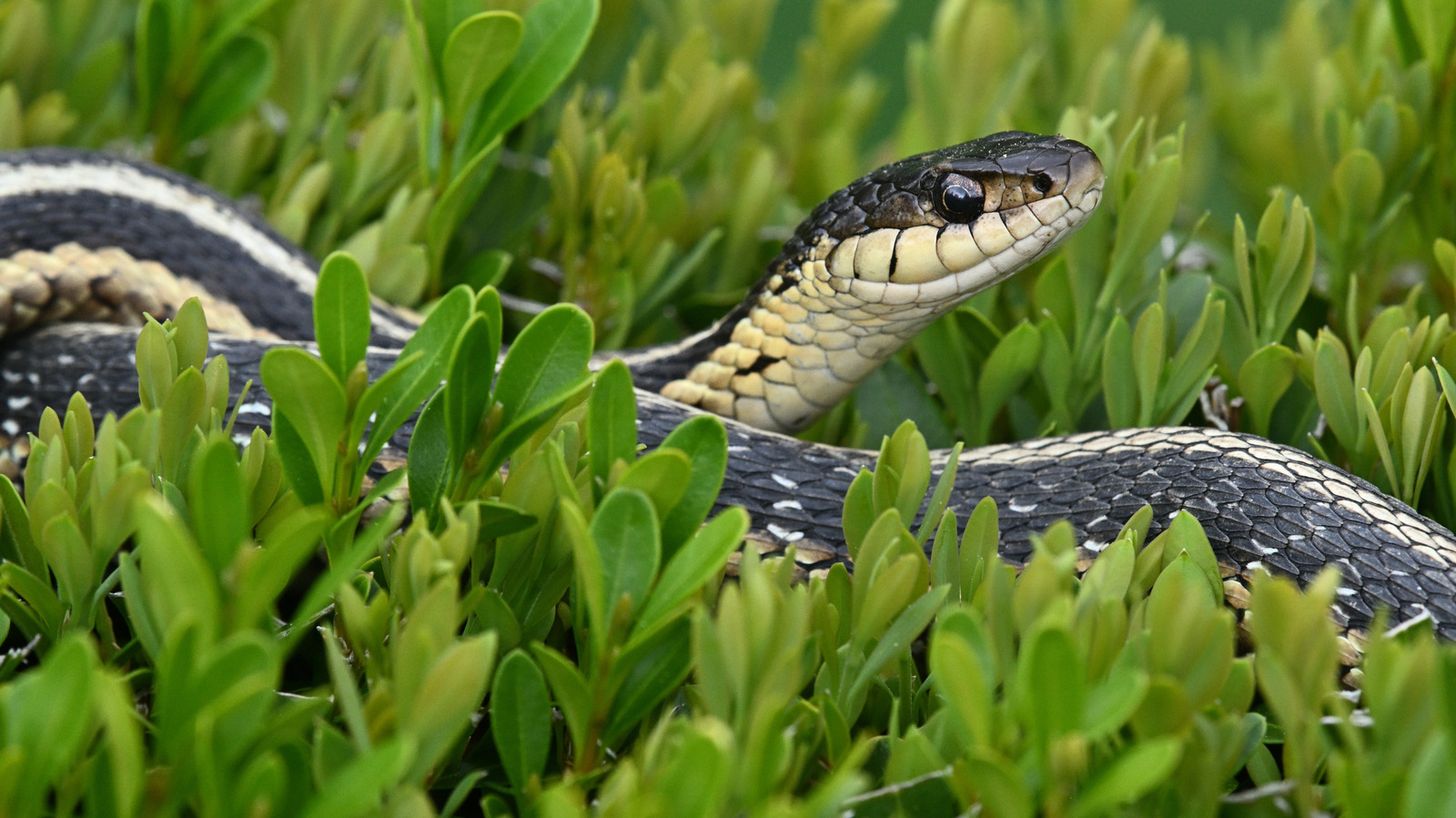 Que faire si vous trouvez un serpent dans votre jardin