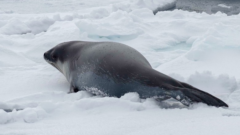 Phoque de Ross (Ommatophoca rossii) dans la glace au large de Wilkes Land, Antarctique