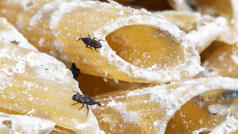 Gros plan de pâtes avec des trous causés par les charançons