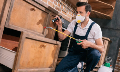 Pas une tique, pas une punaise de lit : cette créature destructrice se cache dans la cuisine