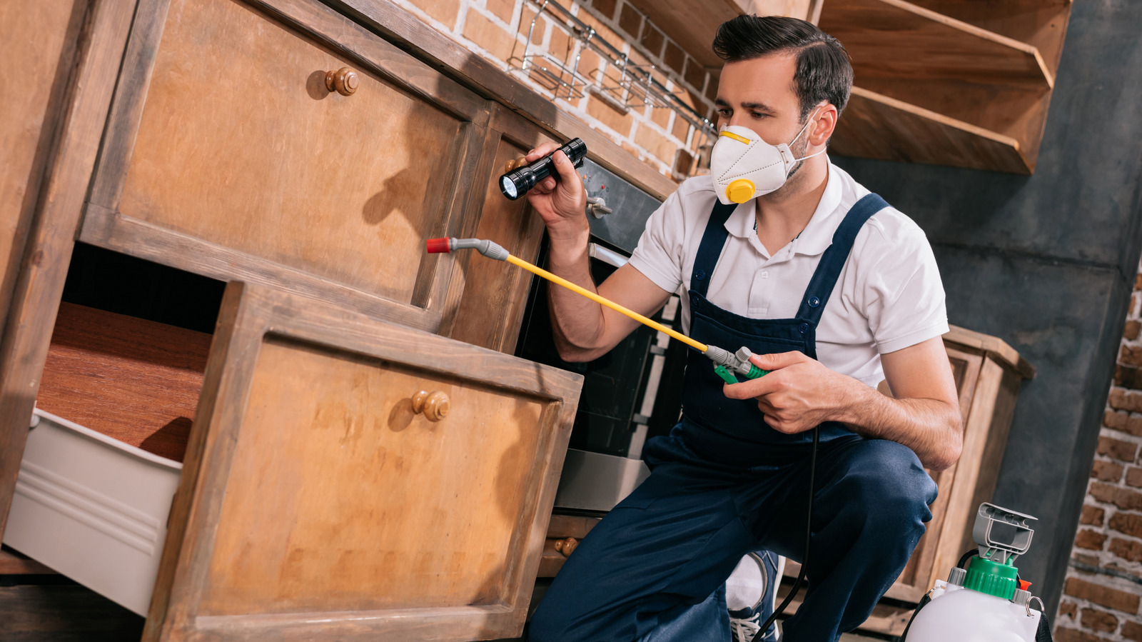 Pas une tique, pas une punaise de lit : cette créature destructrice se cache dans la cuisine