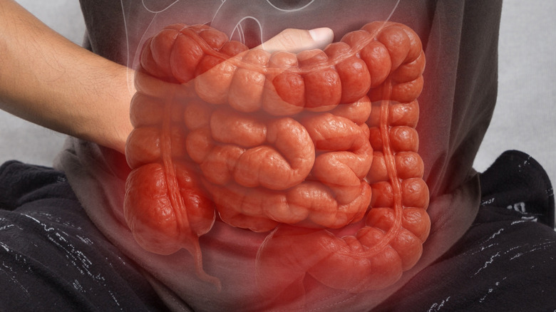 Graphique rouge des intestins sur une main tenant un abdomen