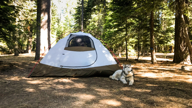 Un chien à côté d’une tente dans la forêt près du lac Tahoe.