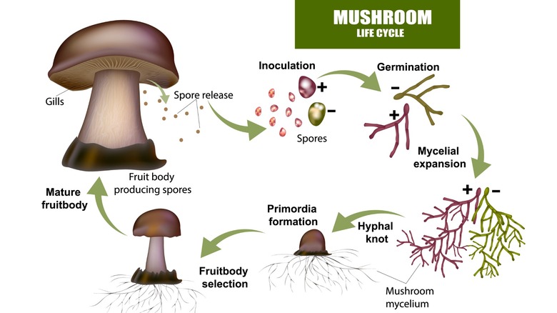Schéma du cycle de vie d'un champignon