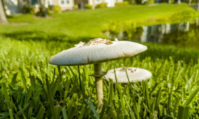 Qu’est-ce qui fait réellement pousser des champignons dans votre jardin ?
