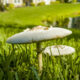 Qu’est-ce qui fait réellement pousser des champignons dans votre jardin ?