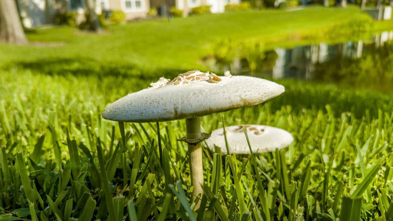 Qu’est-ce qui fait réellement pousser des champignons dans votre jardin ?