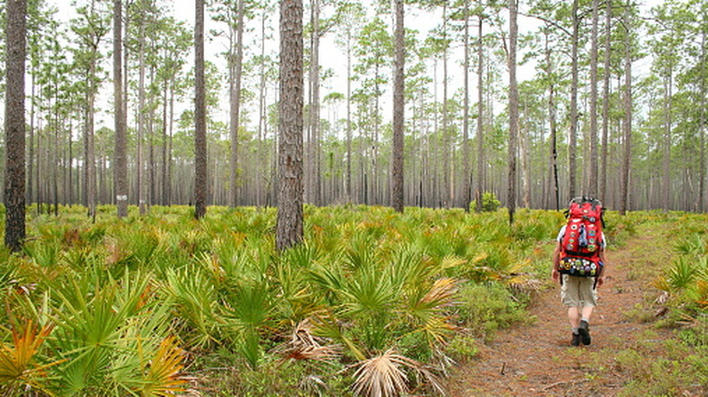 Un randonneur traverse une forêt en Floride