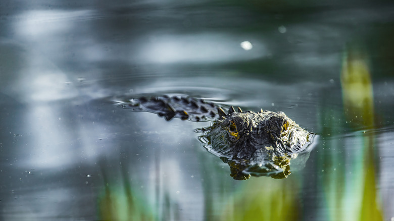 Un alligator flotte dans l'eau en Floride