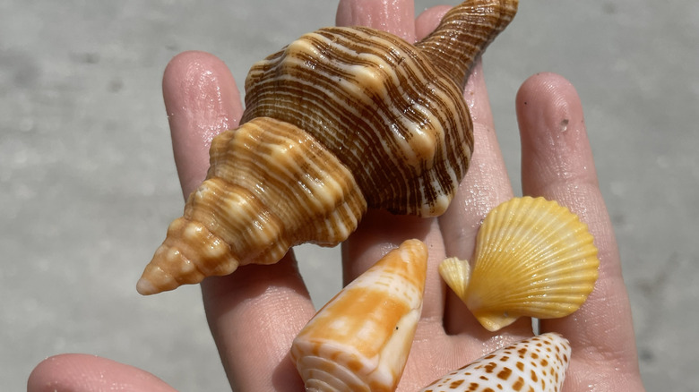 Poignée de coquillages en Floride