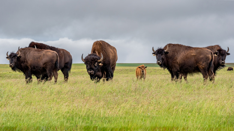 Bison errant dans les plaines du parc national des Prairies Canada