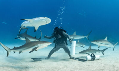 L'état de l'océan qui rend les rencontres avec des requins plus probables
