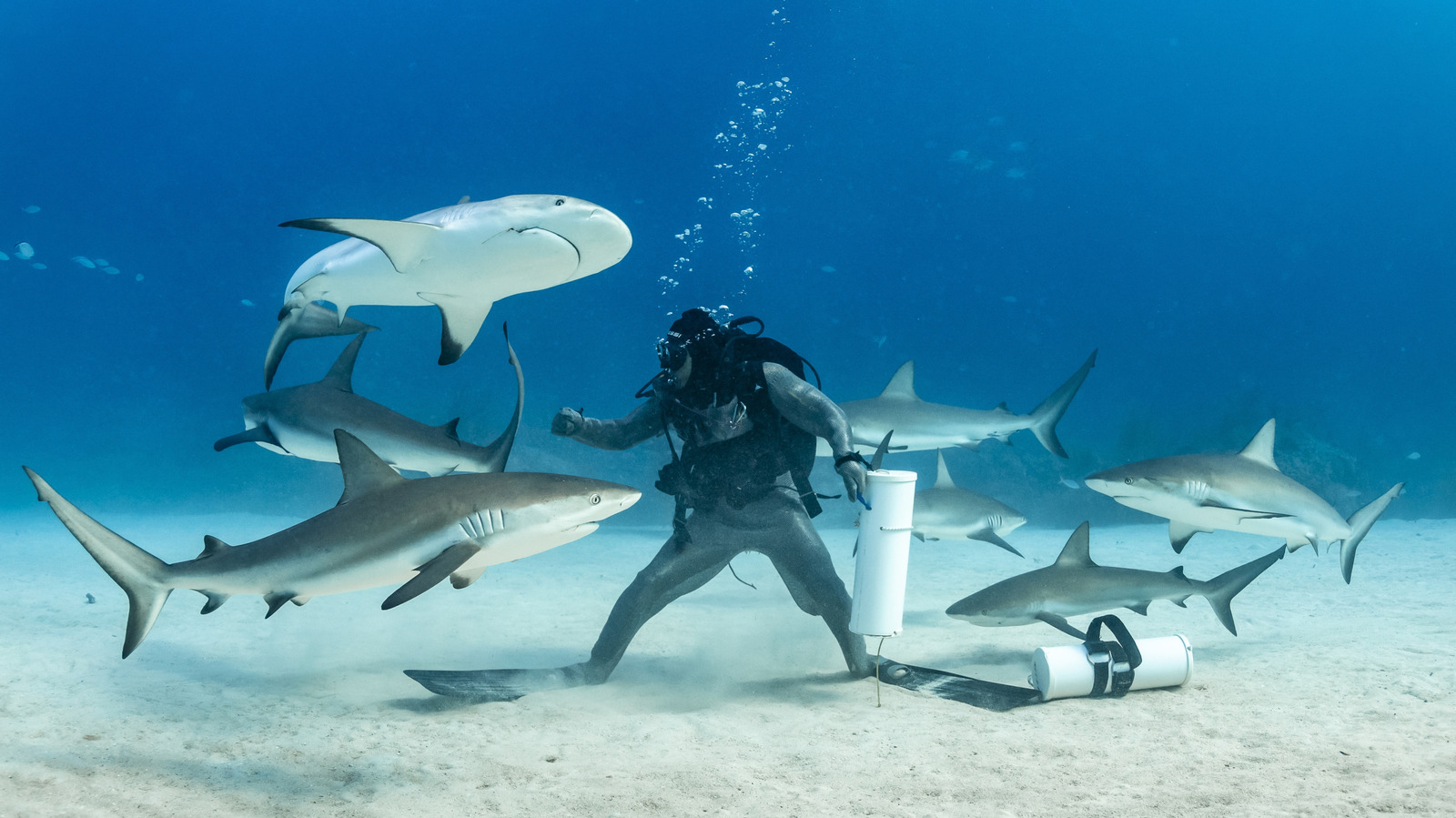 L'état de l'océan qui rend les rencontres avec des requins plus probables