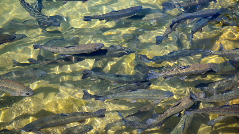 Des dizaines de truites arc-en-ciel nagent dans un banc dans des eaux peu profondes