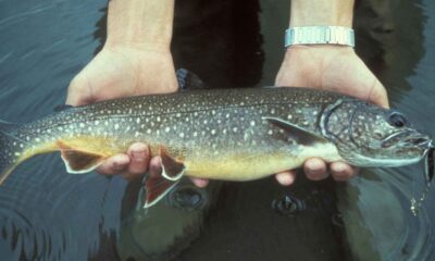 Les scientifiques sont perplexes face au phénomène des « poissons zombies » dans le lac Supérieur