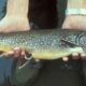 Les scientifiques sont perplexes face au phénomène des « poissons zombies » dans le lac Supérieur