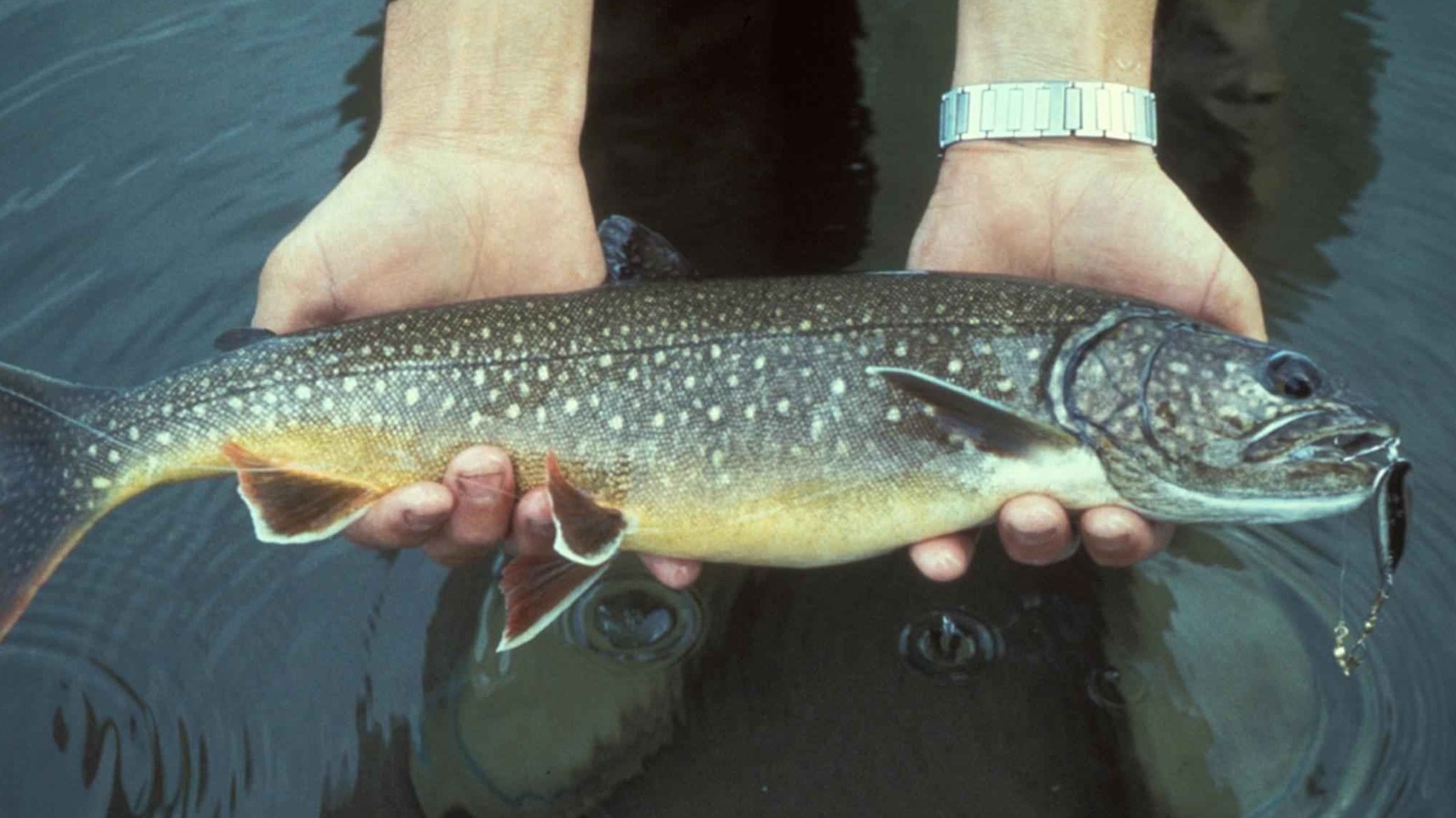 Les scientifiques sont perplexes face au phénomène des « poissons zombies » dans le lac Supérieur