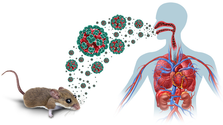 Art conceptuel démontrant la transmission de l'hantavirus d'une souris à une personne