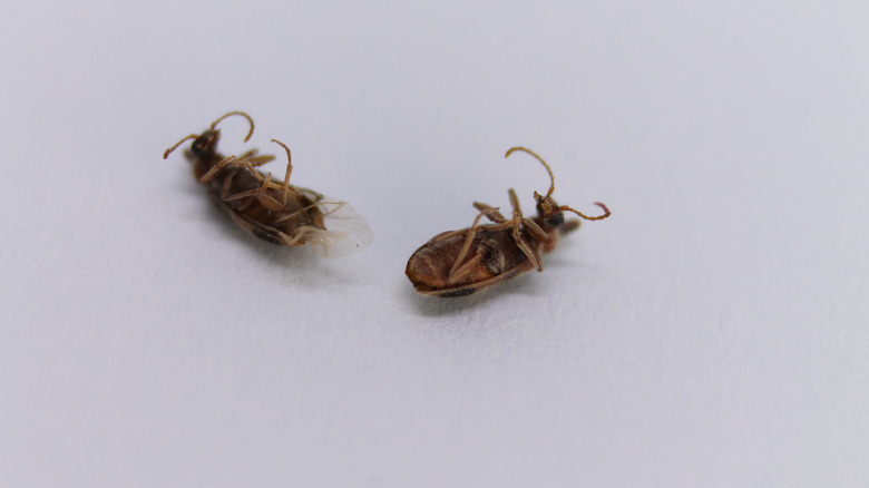 Deux insectes morts sur une surface blanche