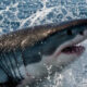 Le mystère océanique qui a laissé les scientifiques perplexes face à la mort de grands requins blancs