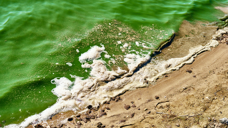 Floraison d'algues bleu-vert sur une plage