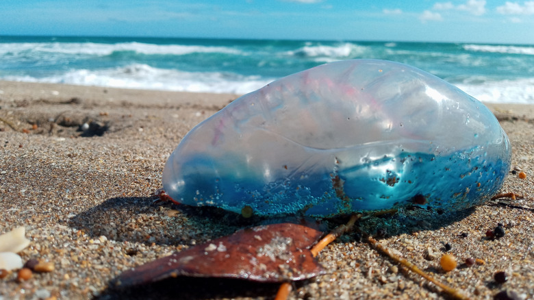 Gros plan d'une méduse sur une plage
