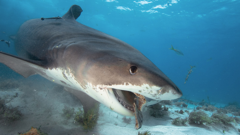 Requin mangeant un poisson près de la plage