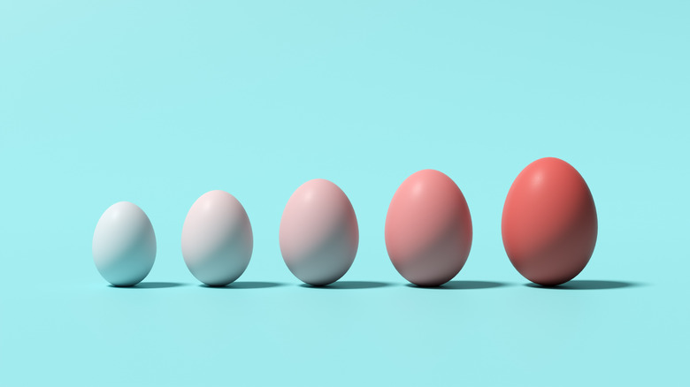 Une rangée d'œufs dont la couleur varie du blanc à différentes nuances de brun