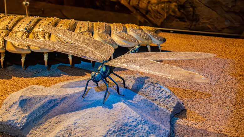 Maquette de Meganeuropsis à côté d'Arthropleura