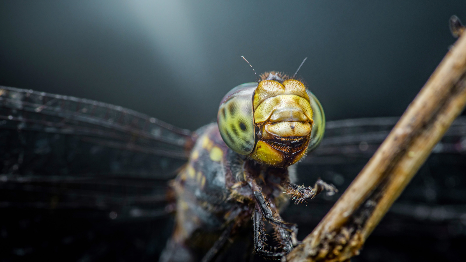 L'insecte préhistorique qui est un pur carburant de cauchemar