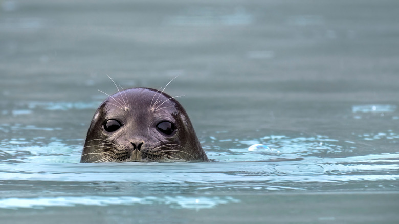 Un surgissant de l'eau et regardant la caméra.