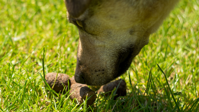 Un chien renifle des crottes comme s'il était sur le point de les manger