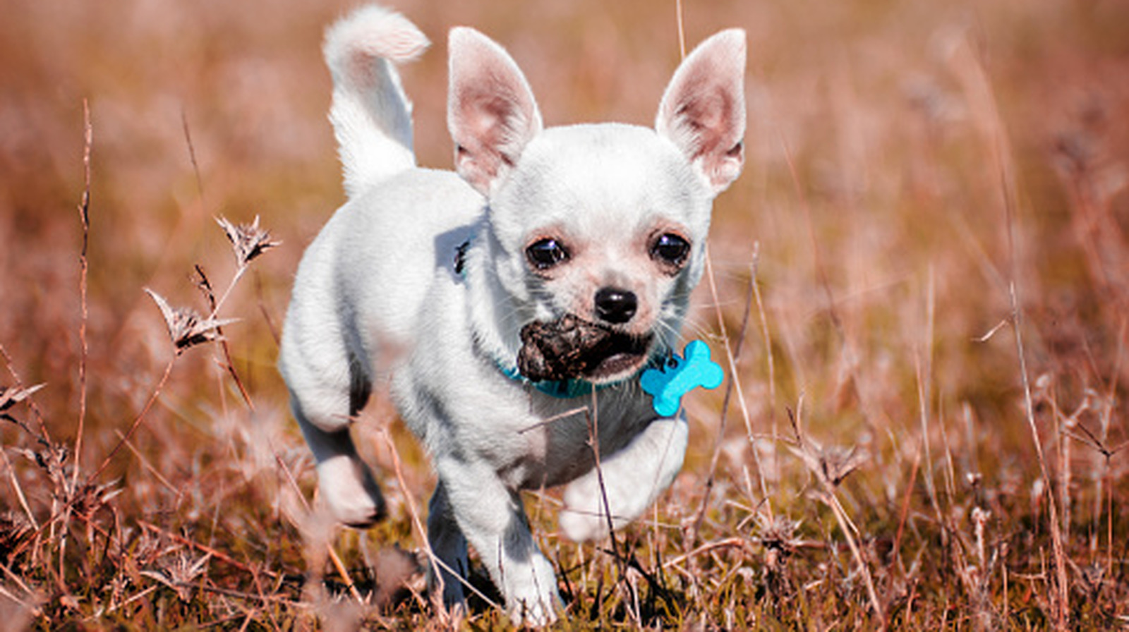 Pourquoi votre chien pourrait manger ses propres crottes, selon la science