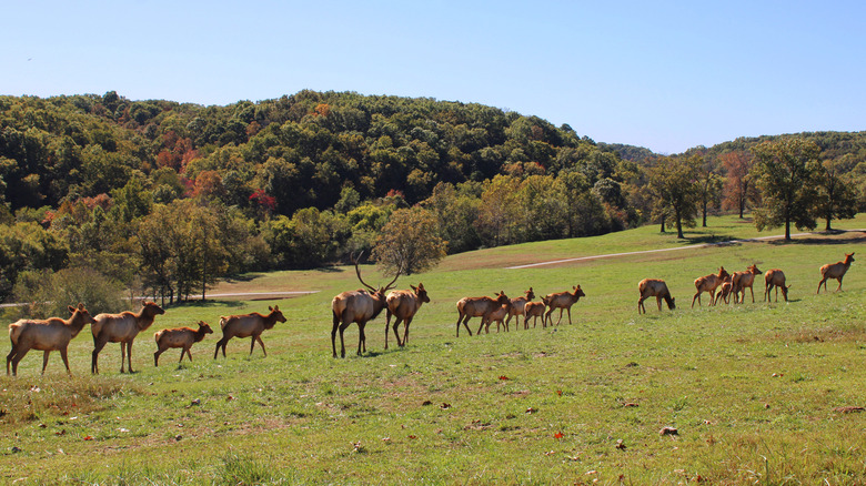 Wapiti marchant en ligne à travers un pâturage au parc naturel de Dogwood Canyon