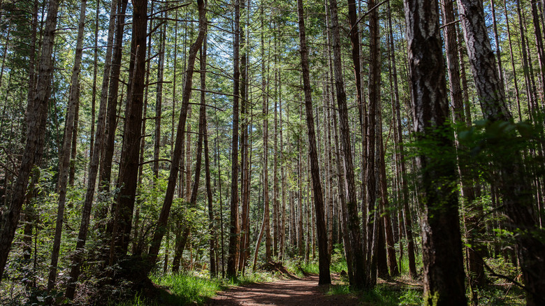 Arbres hauts et étroits dans le parc provincial Helliwell, sur l'île Hornby