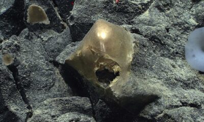 Des scientifiques ont enfin résolu le mystère de l'orbe doré découvert dans l'océan de l'Alaska