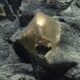 Des scientifiques ont enfin résolu le mystère de l'orbe doré découvert dans l'océan de l'Alaska